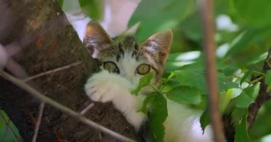 Ağaç dalında başıboş bir kedi yavrusu. Sokak kedisi açık havada yaşayan ve insanlarla temas kurmaktan kaçınan sahipsiz bir kedidir: kendisine dokunulmasına ya da dokunulmasına izin vermez ve insanlardan gizli kalır..