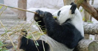Dev panda (Ailuropoda melanoleuca), Çin 'in güneyinde yaşayan bir ayıdır..