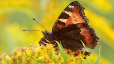 Küçük kaplumbağa kelebeği (Aglais urticae, Nymphalis urticae), Nymphalidae familyasından bir kelebek türü. Orta büyüklükte bir kelebek, çoğunlukla kırmızımsı turuncu renkte..