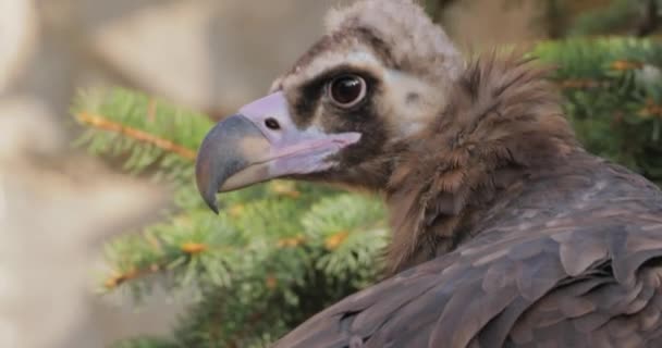 Cinereous Vulture Aegypius Monachus Large Raptorial Bird Distributed Much Temperate — Stock Video