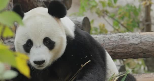Panda Gigante Ailuropoda Melanoleuca También Conocido Como Oso Panda Simplemente — Vídeos de Stock