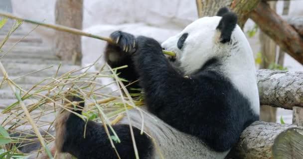Gigantyczna Panda Ailuropoda Melanoleuca Znana Również Jako Niedźwiedź Panda Lub — Wideo stockowe