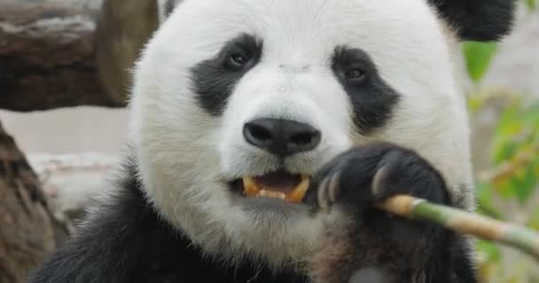 Гигантская Панда Ailuropoda Melanoleuca Известная Панда Медведь Просто Панда Является — стоковое видео