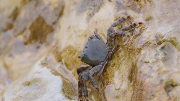 Pachygrapsus Marmoratus Druh Kraba Někdy Nazývaný Mramorový Skalní Krab Nebo — Stock video