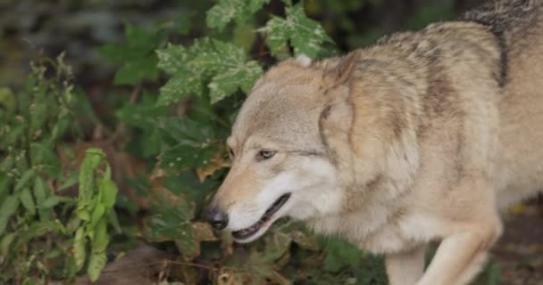 Λύκος Canis Lupus Επίσης Γνωστός Γκρίζος Λύκος Είναι Μεγαλύτερο Σωζόμενο — Αρχείο Βίντεο