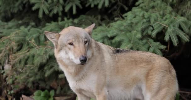 Λύκος Canis Lupus Επίσης Γνωστός Γκρίζος Λύκος Είναι Μεγαλύτερο Σωζόμενο — Αρχείο Βίντεο