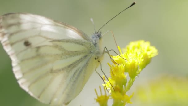 Pieris Brassicae Grote Witte Vlinder Ook Wel Koolvlinder Genoemd Groot — Stockvideo