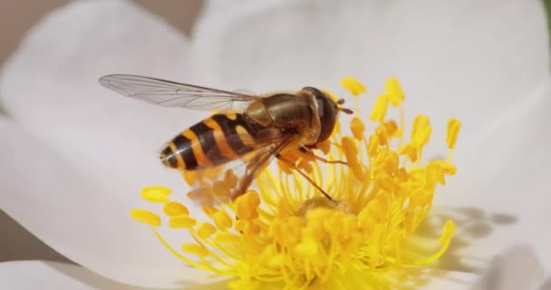 Zweefvliegen Bloemvliegen Syrphid Vliegen Insectenfamilie Syrphidae Vermommen Zich Als Gevaarlijke — Stockvideo