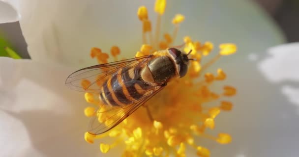 它们把自己伪装成危险的昆虫和蜜蜂 许多种类的成虫主要以花蜜和花粉花朵为食 — 图库视频影像