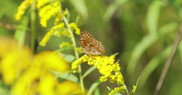 Butterfly Queen Spain Fritillary Issoria Lathonia Una Farfalla Della Famiglia — Video Stock