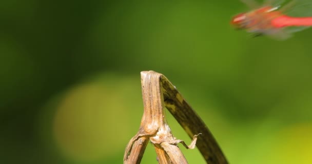Die Scharlachlibelle Crocothemis Erythraea Ist Eine Libellenart Aus Der Familie — Stockvideo