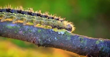 Küçük kaplumbağa kabuğu (Aglais urticae) tırtıl. Ürtiker tırtılı batan güneşin ışınlarında sürünür..