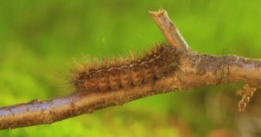 Tırtıl Phragmatobia fuliginosa da yakut kaplan. Bir tırtıl yeşil arka planda bir ağaç dalı boyunca sürünür..