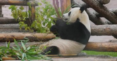 Dev panda (Ailuropoda melanoleuca), Çin 'in güneyinde yaşayan bir ayıdır..