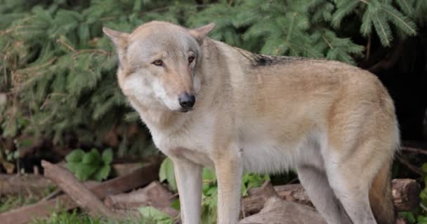 Wolf Canis Lupus Also Known Gray Wolf Largest Extant Member — Stock Video
