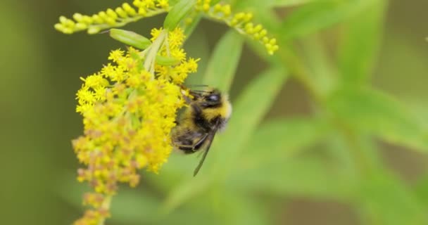 Bumblebee Pollinerar Och Samlar Nektar Från Den Gula Blomman Växten — Stockvideo
