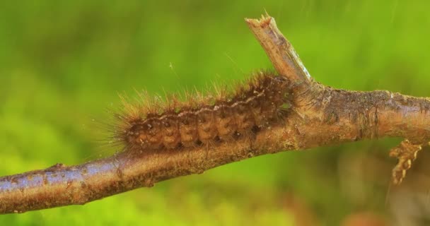 Caterpillar Phragmatobia Fuliginosa Också Ruby Tiger Larv Kryper Längs Trädgren — Stockvideo