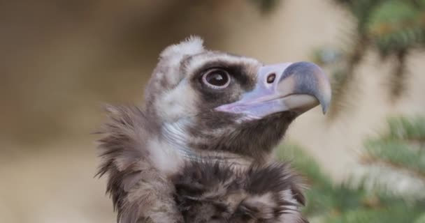 생독수리 Cinereous Vulture Aegypius Monachus 유라시아의 지역에서 분포하는 독사이다 독수리 — 비디오