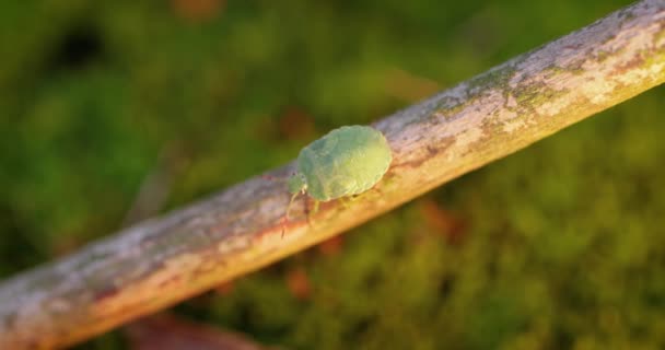 森の緑の盾虫 Palomena Prasina 緑の悪臭虫は ヨーロッパのほとんどの地域で見られるペンタトマトシウス科の盾虫の一種です 果樹園 庭園などがある — ストック動画