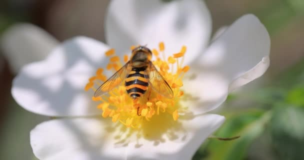 Vznášející Mouchy Květinové Mouchy Nebo Syrphid Mouchy Čeledi Hmyzu Syrphida — Stock video
