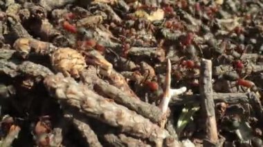 Ormandaki vahşi karınca tepesi Süper makro yakın çekim