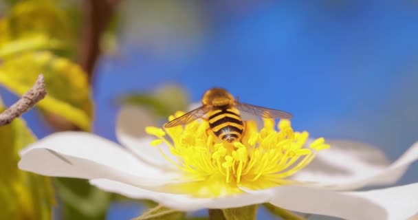 Hoverflies Moscas Flor Moscas Syrphid Syrphidae Família Inseto Disfarçam Como — Vídeo de Stock