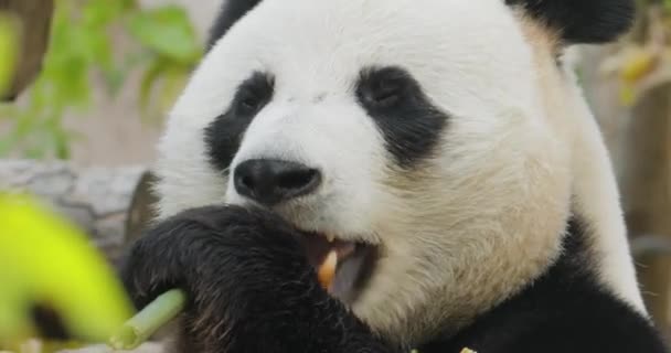 Panda Gigante Ailuropoda Melanoleuca También Conocido Como Oso Panda Simplemente — Vídeo de stock
