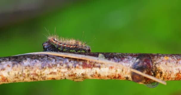 Κίτρινη Ουρά Σκώρος Eupructis Similis Κάμπια Χρυσή Ουρά Κύκνος Σκώρος — Αρχείο Βίντεο