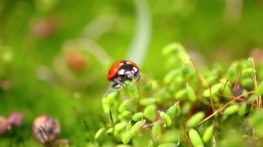 Ormandaki yeşil çimlerde bir uğur böceğinin yakın çekimi. Vahşi doğadaki makrokozmoz. Coccinella septempunctata, yedi noktalı uğur kuşu, Avrupa 'nın en yaygın uğur böceğidir..