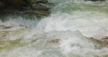 Mountain River ormanın içinde ağır çekimde. Güzel vahşi yaşam manzarası.