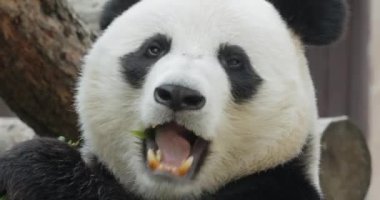 Dev panda (Ailuropoda melanoleuca), Çin 'in güneyinde yaşayan bir ayıdır..