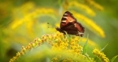 Küçük kaplumbağa kelebeği (Aglais urticae, Nymphalis urticae), Nymphalidae familyasından bir kelebek türü. Orta büyüklükte bir kelebek, çoğunlukla kırmızımsı turuncu renkte..