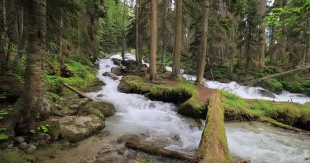 Mountain River Wood Beautiful Wildlife Landscape — Stock Video