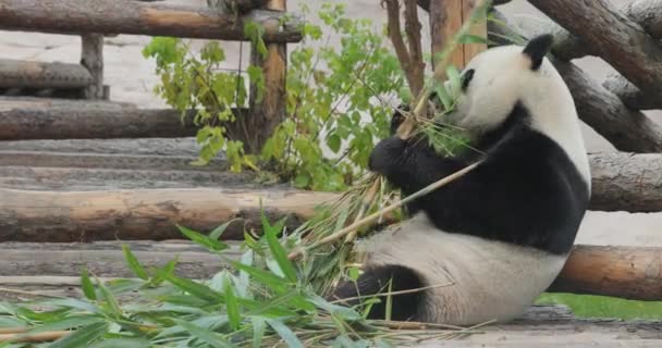 Jättepanda Ailuropoda Melanoleuca Även Känd Som Panda Björnen Eller Helt — Stockvideo