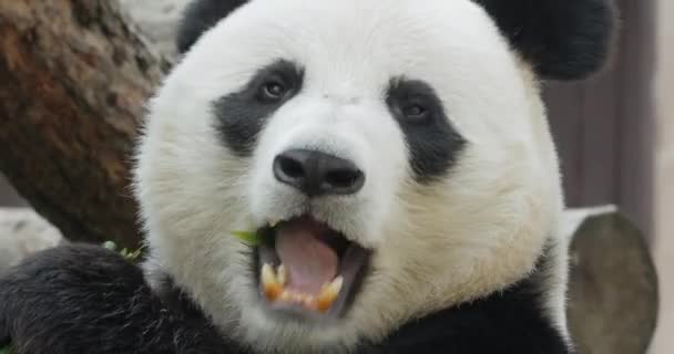Panda Gigante Ailuropoda Melanoleuca Também Conhecido Como Urso Panda Simplesmente — Vídeo de Stock