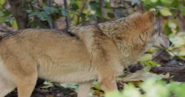 Wilk Canis Lupus Znany Również Jako Wilk Szary Jest Największym — Wideo stockowe