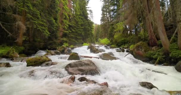 Горная Река Лесу Замедленном Режиме Ландшафт Дикой Природы — стоковое видео