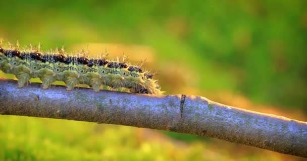 Housenka Malá Aglais Urticae Housenka Kopřivka Plazí Paprscích Zapadajícího Slunce — Stock video