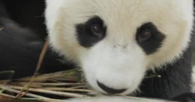 Dev panda (Ailuropoda melanoleuca), Çin 'in güneyinde yaşayan bir ayıdır..