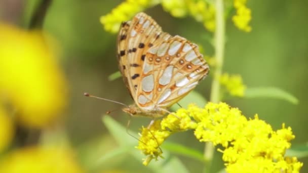 Butterfly Queen Spain Fritillary Issoria Lathonia Είναι Πεταλούδα Της Οικογένειας — Αρχείο Βίντεο