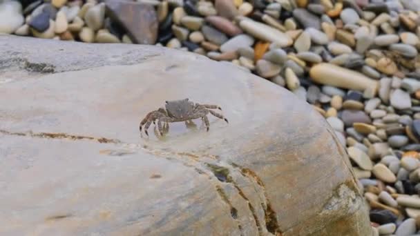 Pachygrapsus Marmoratus Species Crab Sometimes Called Marbled Rock Crab Marbled — Stock Video