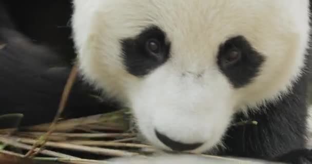 Reuzenpanda Ailuropoda Melanoleuca Een Beer Uit Familie Panda Panda — Stockvideo