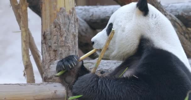 Gigantyczna Panda Ailuropoda Melanoleuca Znana Również Jako Niedźwiedź Panda Lub — Wideo stockowe