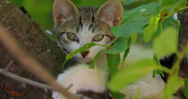 木の枝に子猫を散らします 野良猫 野良猫 屋外に生息し 人との接触を避けるための家畜で 人間から身を隠したり触ったりすることは許されない — ストック動画