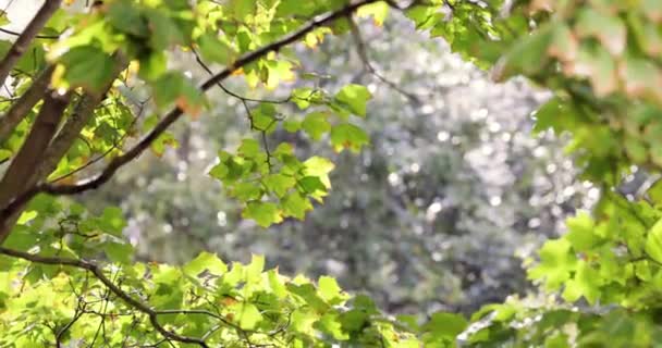 Летний Дождь Капает Кленовые Листья Солнечный День — стоковое видео