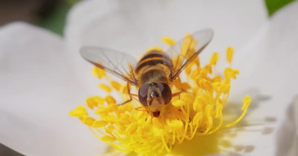 Hoverflies Flower Flies Syrphid Flies Οικογένεια Εντόμων Syrphidae Μεταμφιέζονται Επικίνδυνα — Αρχείο Βίντεο