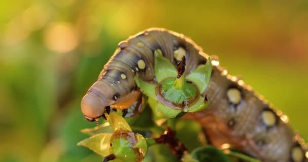 Gąsienica Bedstraw Hawk Moth Czołga Się Gałęzi Podczas Deszczu Gąsienica — Wideo stockowe