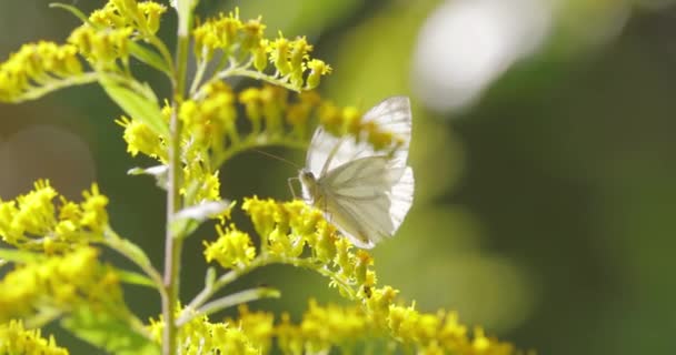 Pieris Brassicae Μεγάλη Λευκή Πεταλούδα Που Ονομάζεται Επίσης Πεταλούδα Λάχανο — Αρχείο Βίντεο