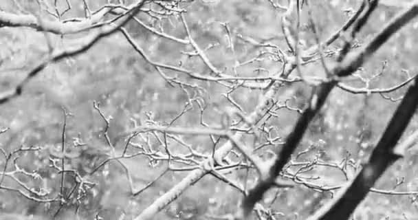 Branches Arbres Sur Fond Chutes Neige Des Flocons Neige Tombent — Video