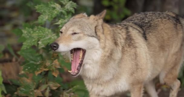 Волк Canis Lupus Известный Серый Волк Является Крупнейшим Представителем Семейства — стоковое видео